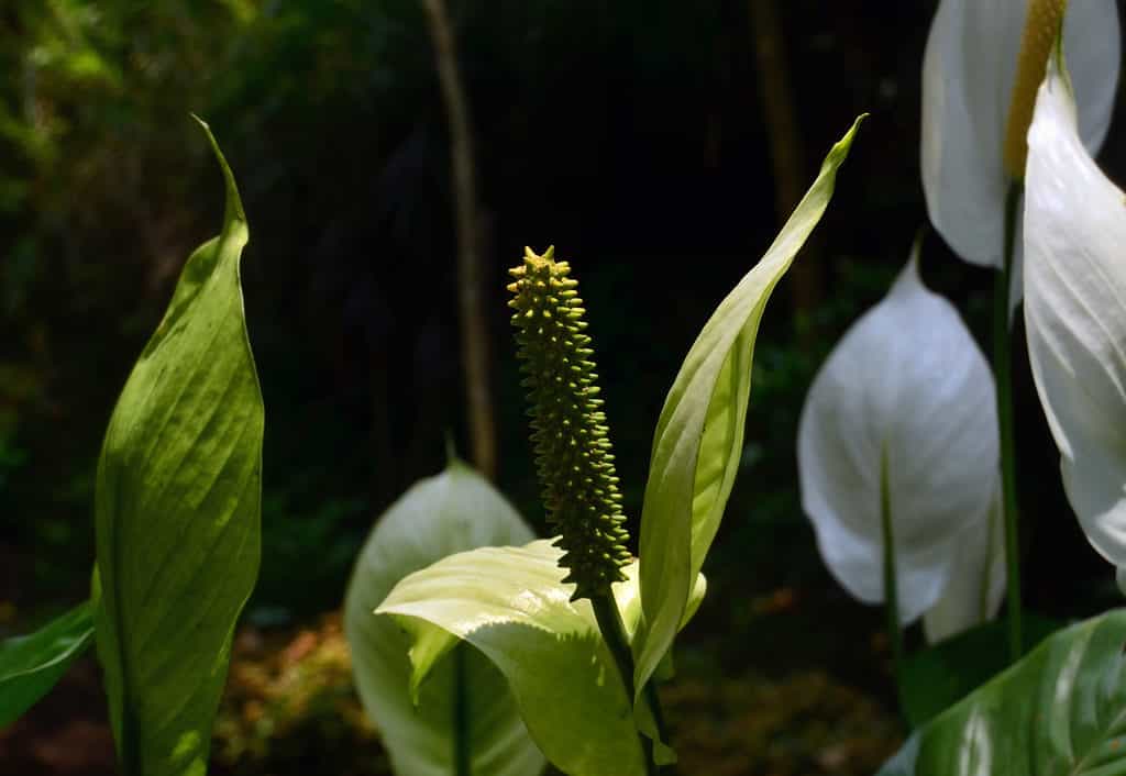 Spathiphyllum wallisii o giglio della pace o fiore della vela bianca ha un singolo petalo bianco in posizione eretta e un pistillo cilindrico del fiore con spine morbide.