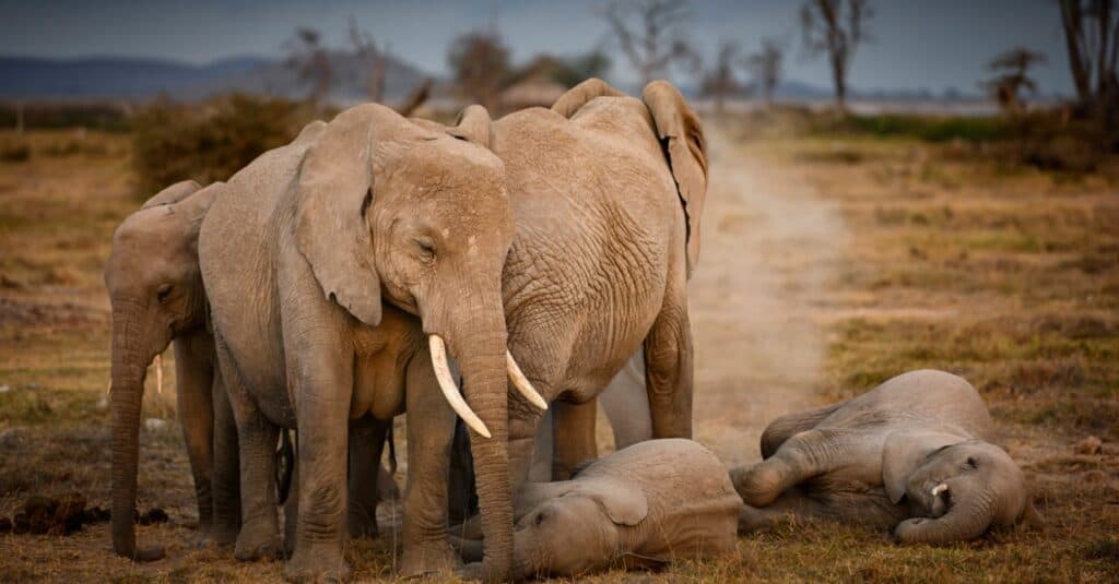 gruppo-di-elefanti-che-dorme
