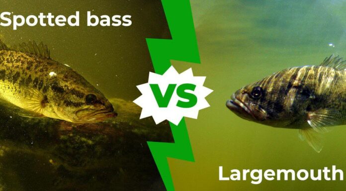 Spotted Bass vs Largemouth: 9 differenze chiave spiegate
