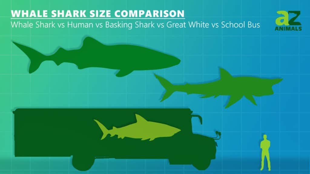 Confronto delle dimensioni dello squalo balena: squalo balena, umano, squalo elefante, grande squalo bianco, scuolabus