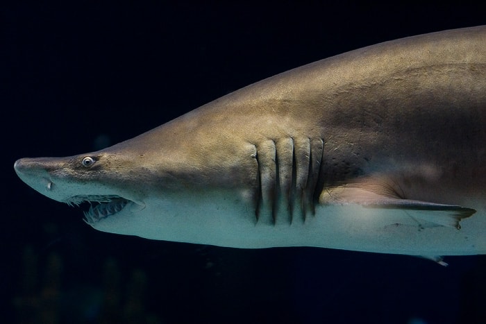 Vista di profilo dello squalo nutrice