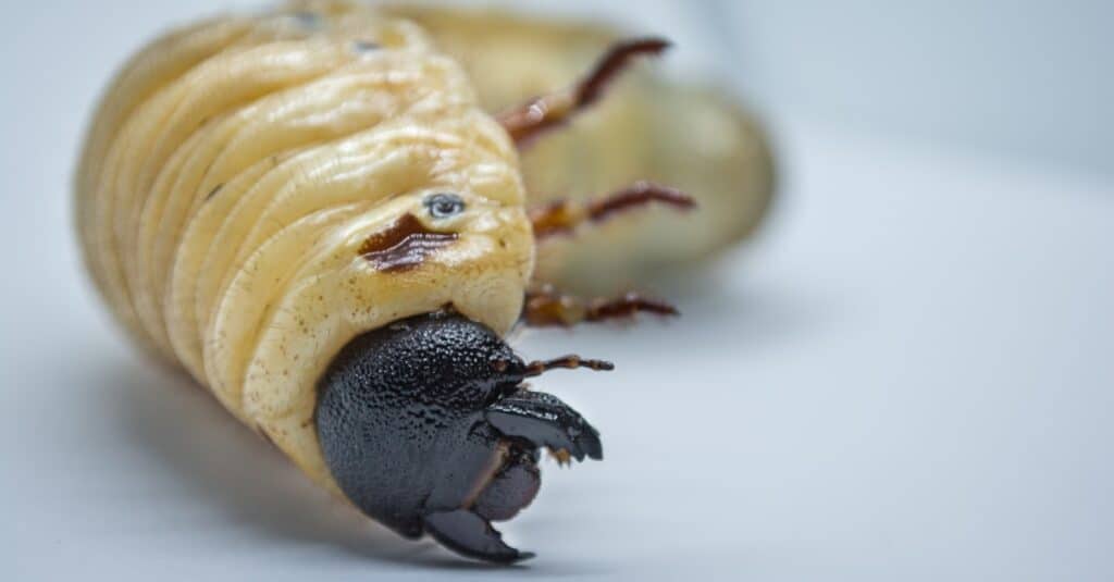 La larva di uno scarabeo Ercole, isolata su uno sfondo bianco.