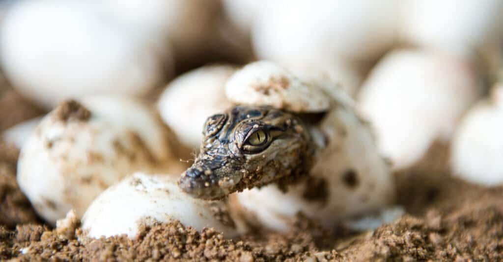 cucciolo di alligatore che si schiude