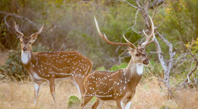 Stagione dei cervi nel New Mexico: tutto ciò che devi sapere per essere preparato
