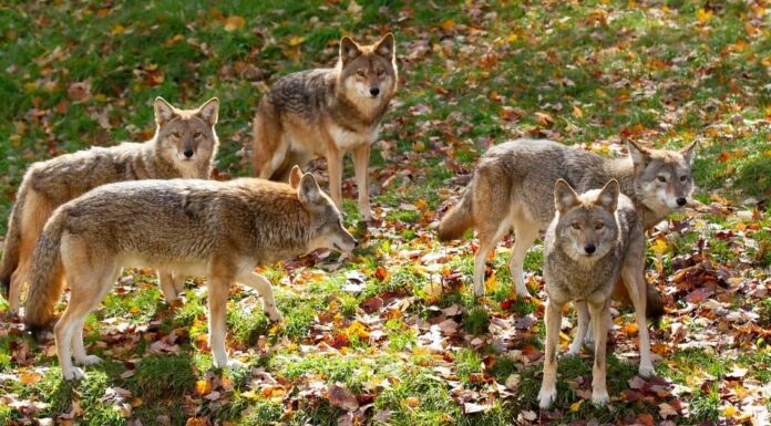 Stagione e abitudini degli amori del coyote: cosa devi sapere
