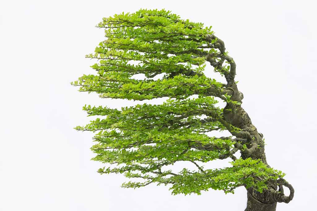 Stili bonsai