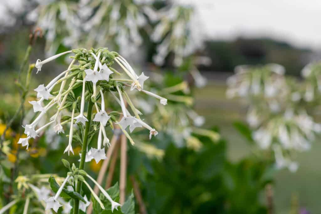 Primo piano di grappolo di fiori bianchi tubolari allungati con estremità a forma di stella di tabacco in fiore (nicotiana sylvestris) in fiore, su uno sfondo sfocato di più grappoli di fiori di tabacco in mezzo a un mare di verde.