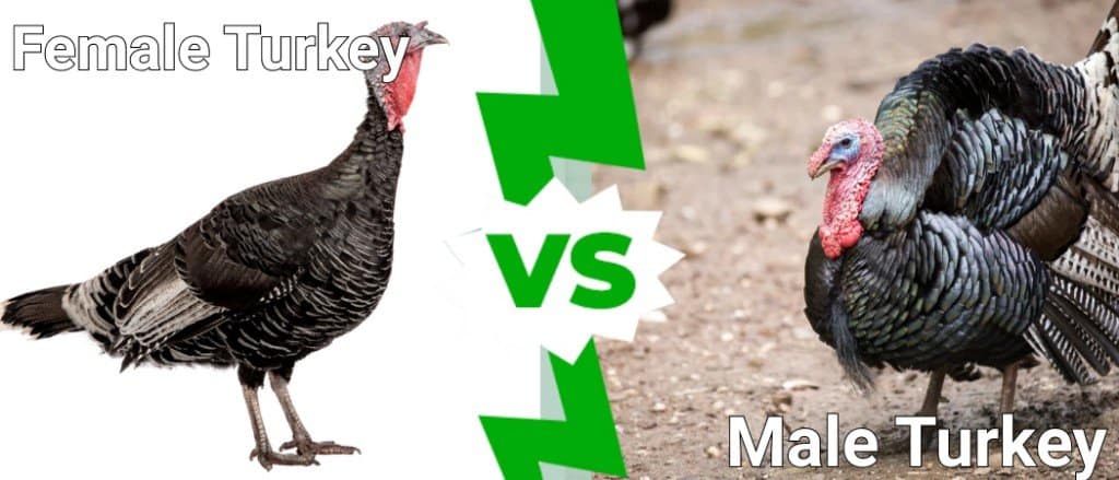 Turchia femminile vs Turchia maschile
