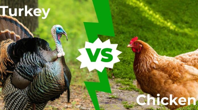 Tacchino vs pollo: spiegate le 7 differenze principali
