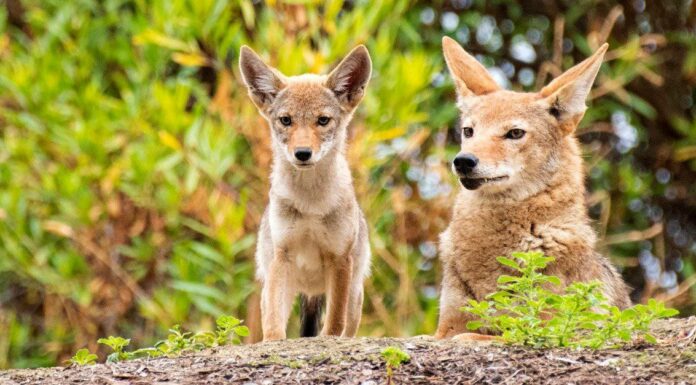 coyote walking in the field