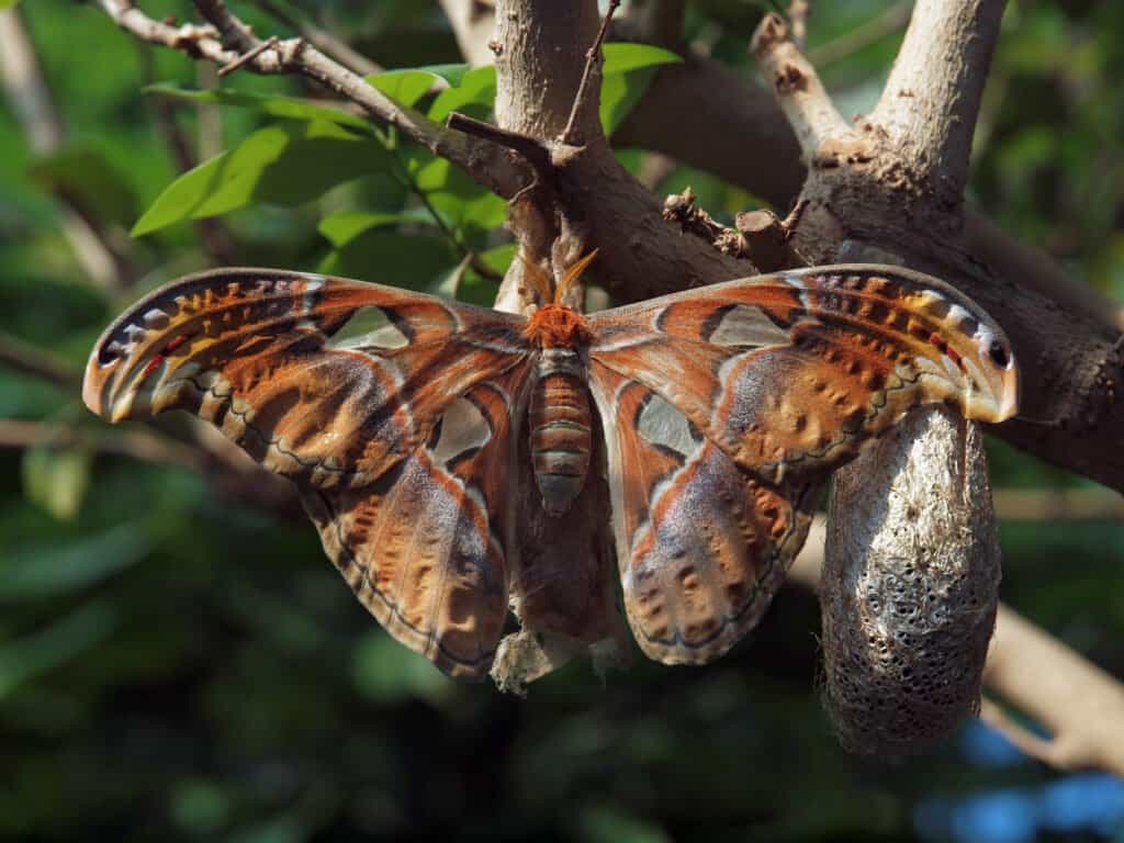 Falena di seta gigante