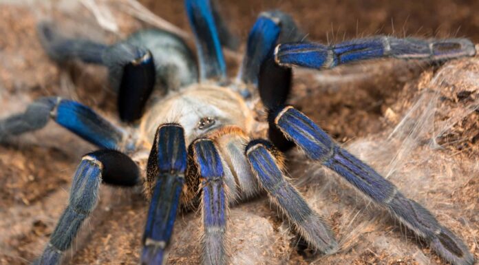 Tarantula Habitat: dove vivono le tarantole?
