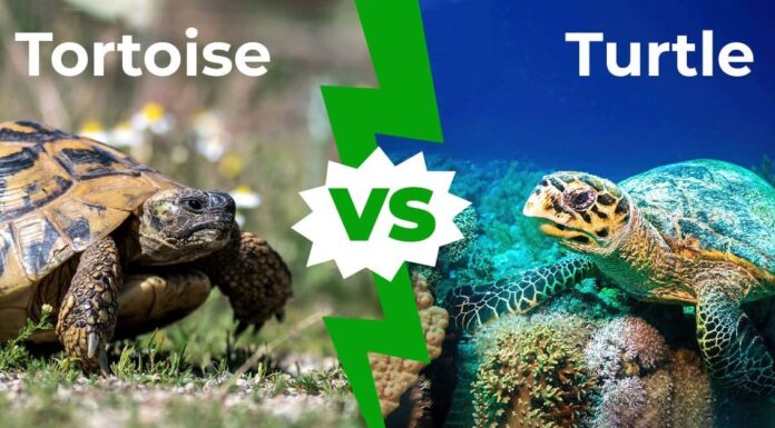 Tartaruga contro tartaruga: spiegate le 10 maggiori differenze
