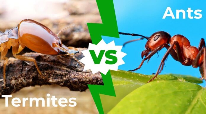 Termite contro formiche: le 6 differenze chiave
