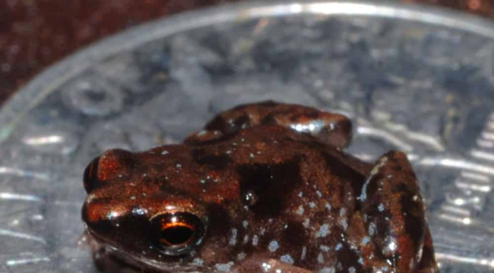 Tiny Frogs: le 12 rane più piccole del mondo
