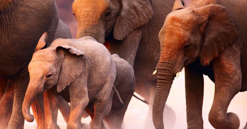 corsa di elefanti