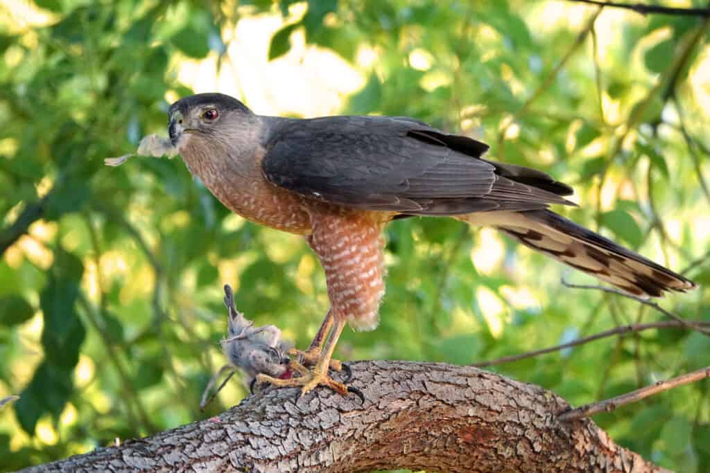 Il falco di Cooper che divora la preda di un uccello canoro