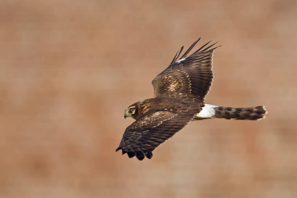 Falco albanella settentrionale, noto anche come falco dalla coda ad anelli