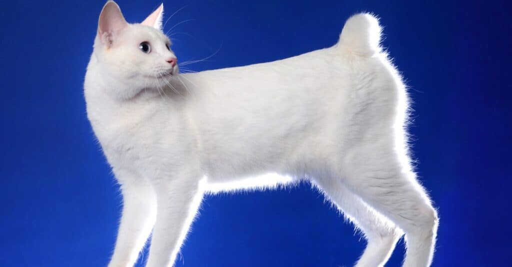 solido-bianco-giapponese-bobtail-gatto