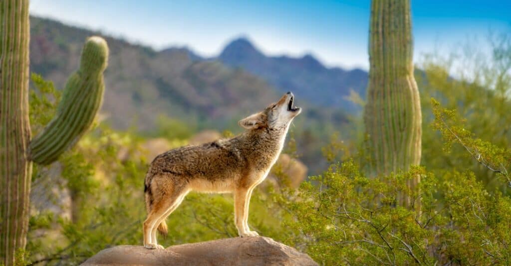 coyote che ulula dalla cima di una roccia