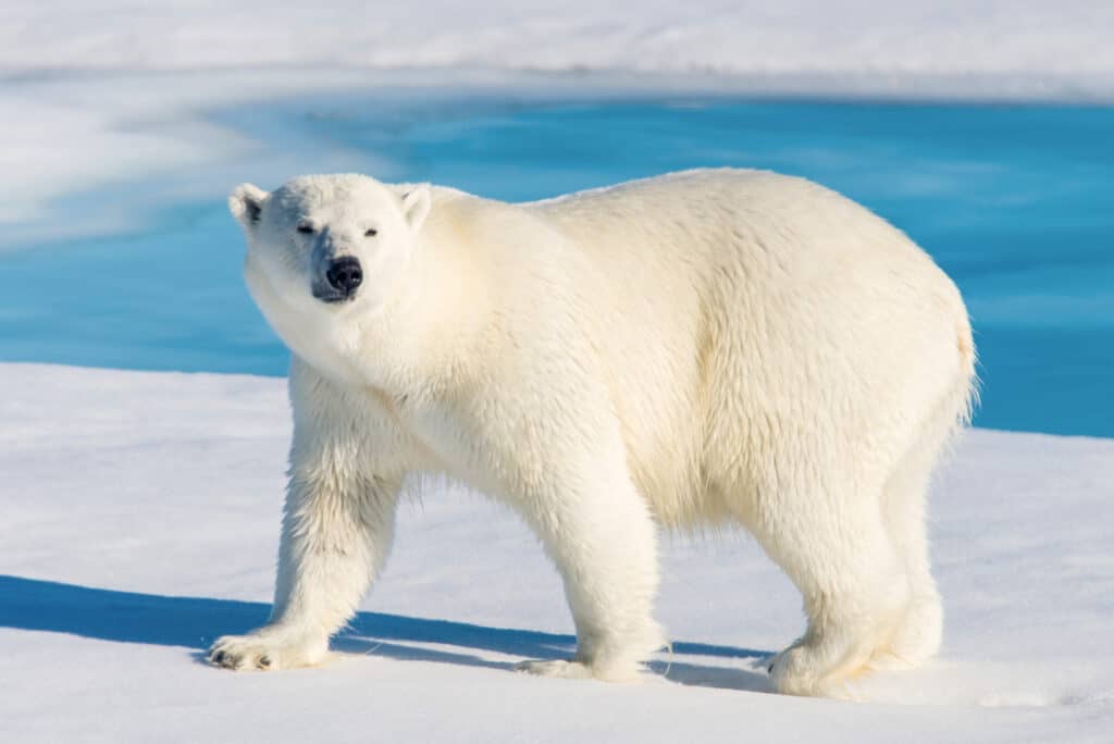 Un orso polare, l'orso bianco è il telaio centrale.  guardando verso la telecamera.  La testa dell'orso è inquadrata a sinistra, è in piedi su ghiaccio/neve, sullo sfondo è visibile l'acqua blu della piscina.
