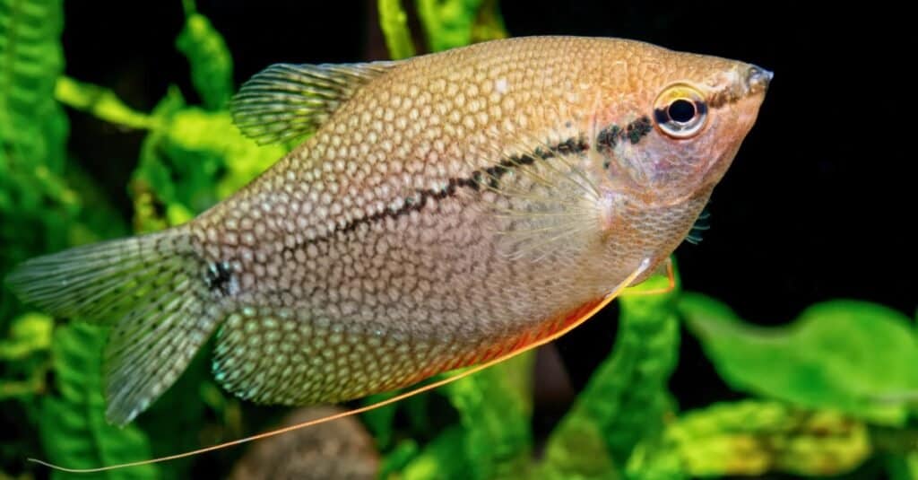 perla-gourami-pesce