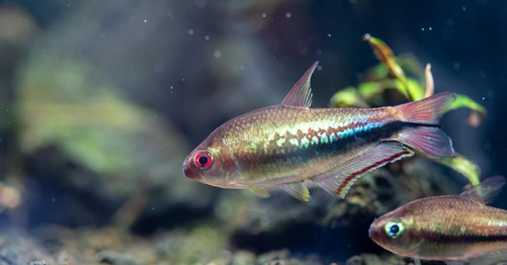 pesce-tetra-arcobaleno