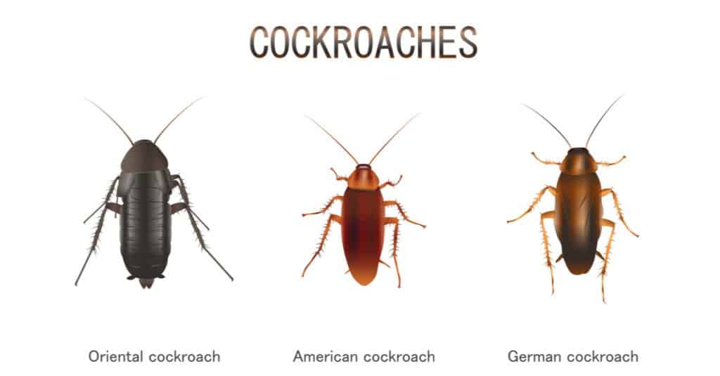 Tipi di scarafaggi 