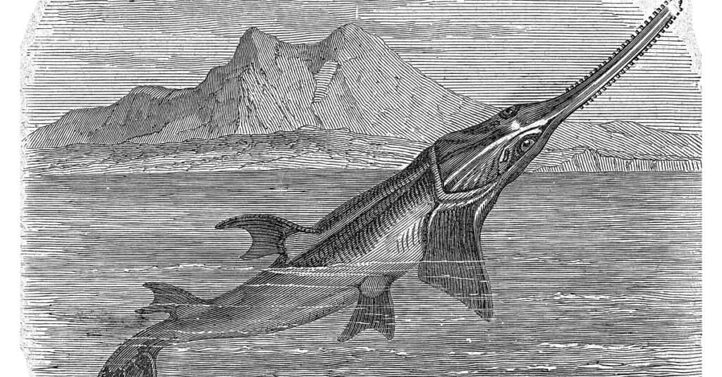 Tipi di squali - Vecchio disegno di Sawshark