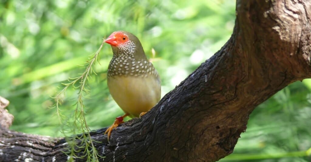 Tipi di uccelli da compagnia - Star Finch