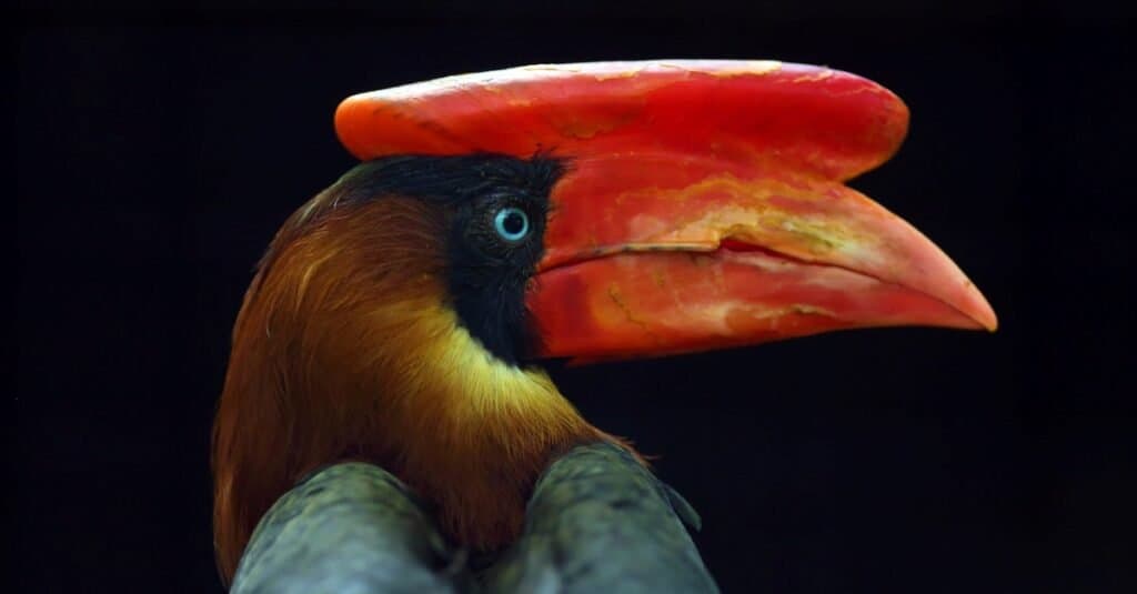Tipi rari di uccelli - Hornbill dalla testa rossiccia