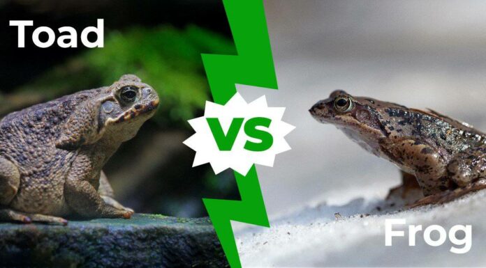 Toad vs Frog: le sei differenze chiave spiegate
