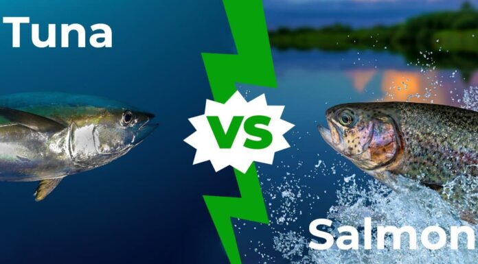 Tonno vs salmone: spiegate 6 differenze chiave
