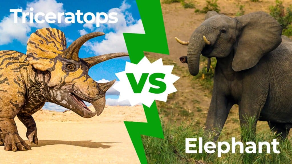 Triceratopo contro elefante