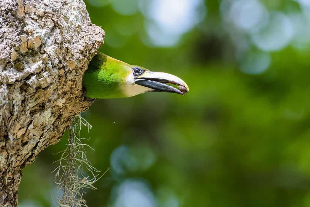 Emerald Toucanet, Aulacorhynchus prasimus, in un nido a Tikal, Guatemala