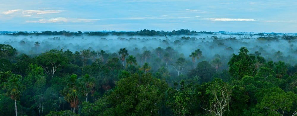 Una foto della foresta amazzonica, scattata da sopra la linea degli alberi.  La nebbia si è depositata appena sotto la linea degli alberi e ci sono nuvole in un cielo blu.