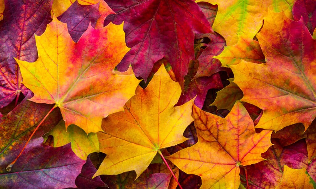 Colore foglia d'autunno, foglia, autunno, sfondi, novembre