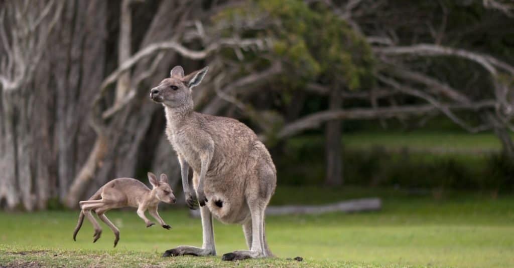 Giovane canguro, piccolo giovanotto che salta intorno a sua madre