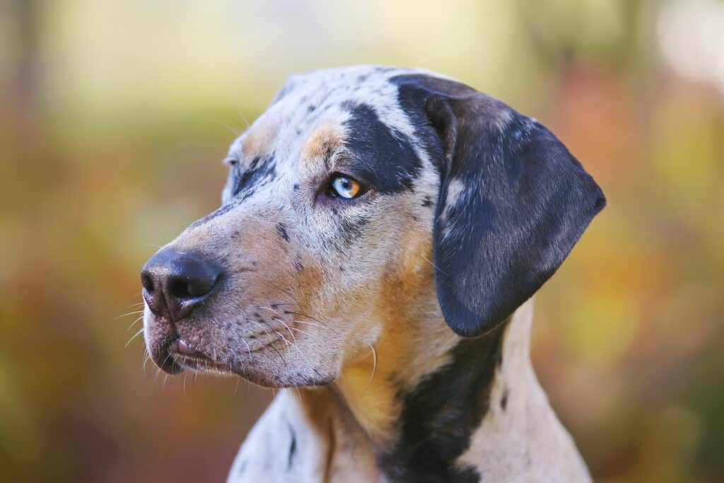 Segugio leopardo americano