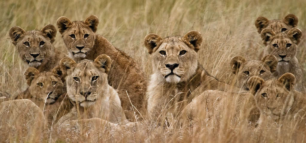 Orgoglio dei leoni in erba