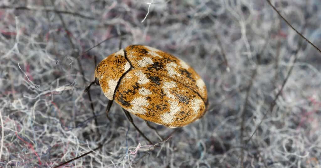 scarabeo del tappeto