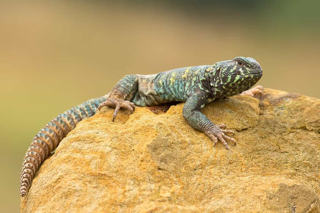 Uromastyx decorato 2