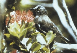 Kaua'i 'Ō'ō (Moho braccatus)