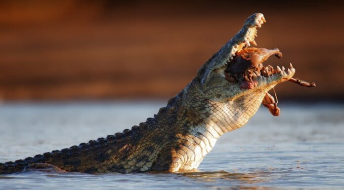 Velocità del coccodrillo: quanto velocemente possono correre i coccodrilli?
