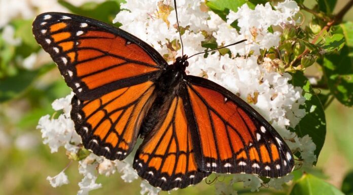 Viceroy Butterfly Vs Monarch Butterfly: come distinguere i sosia
