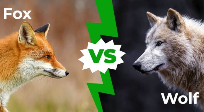 Volpe contro lupo: le 4 principali differenze tra i canidi grigi e rossi dell'emisfero settentrionale
