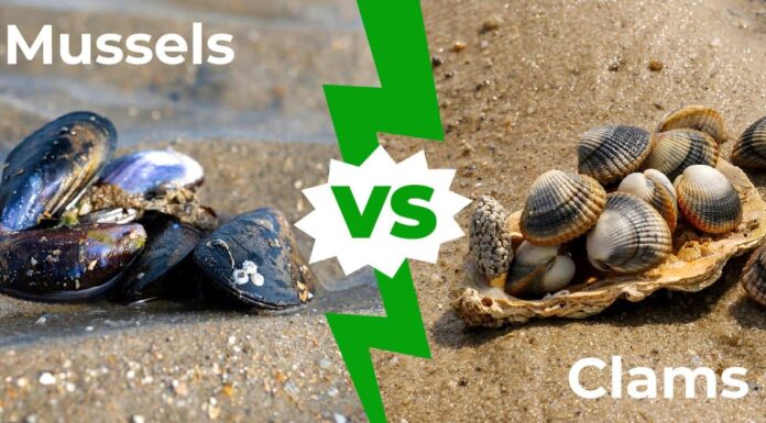 Vongole contro cozze: spiegate le 6 differenze principali
