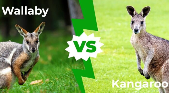 Wallaby vs Kangaroo: più che semplici tipi diversi di canguri
