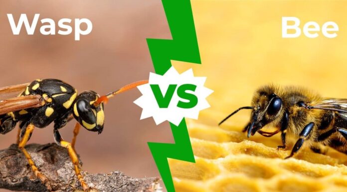 Wasp vs Bee: 7 principali differenze spiegate
