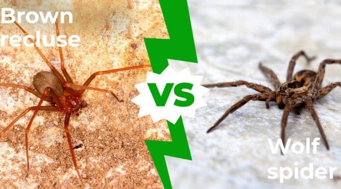 Wolf Spider vs Brown Recluse: spiegate cinque differenze principali
